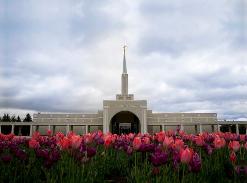 Tulips on the grounds of the Toronto Ontario Temple, with a view of the entire temple in the background.