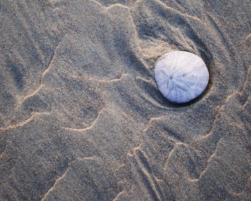 A small white sand dollar lying in wet, textured sand that is holding the shape of the waves that deposited the dollar there.