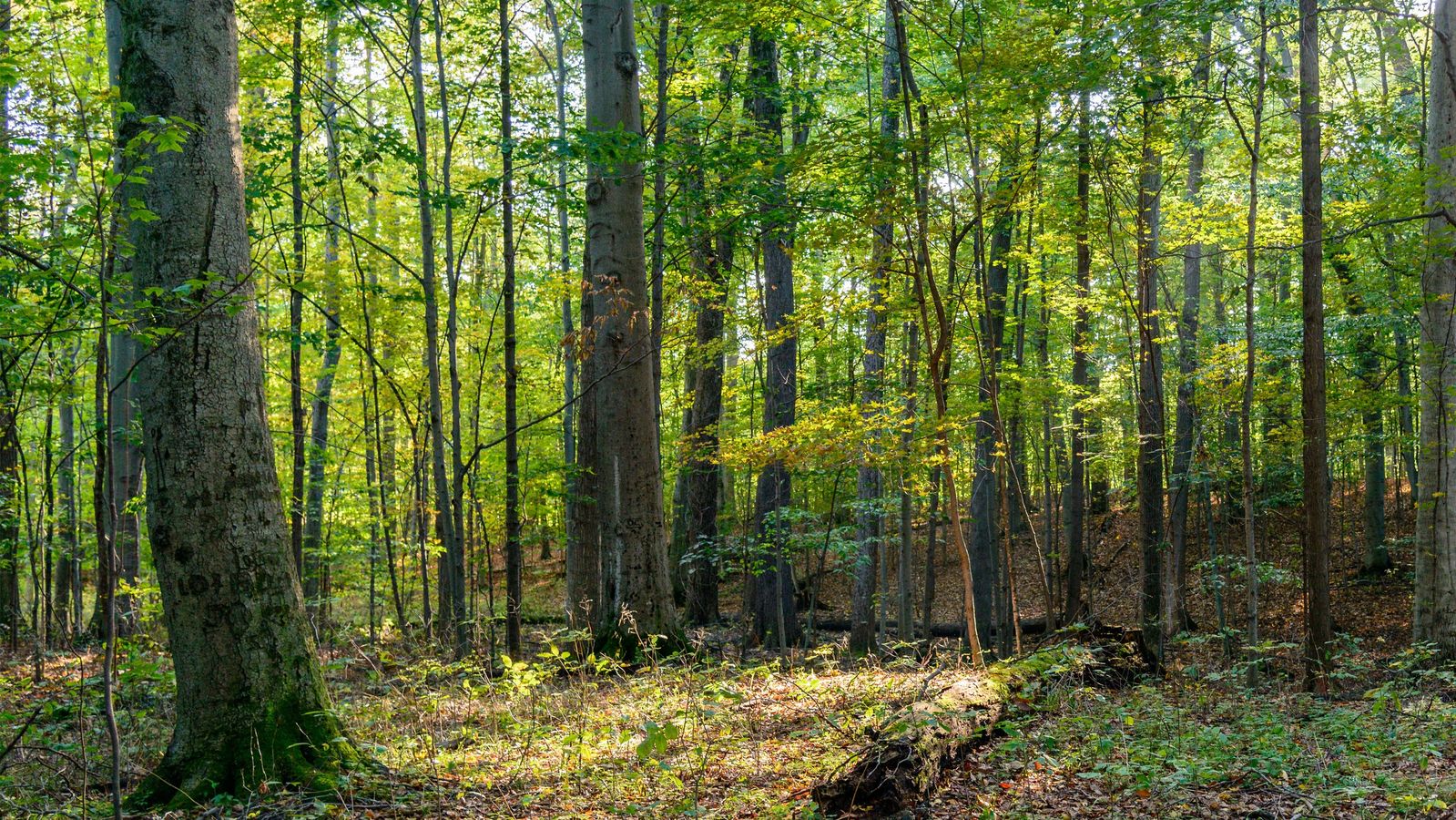 Sacred Grove in the fall late afternoon