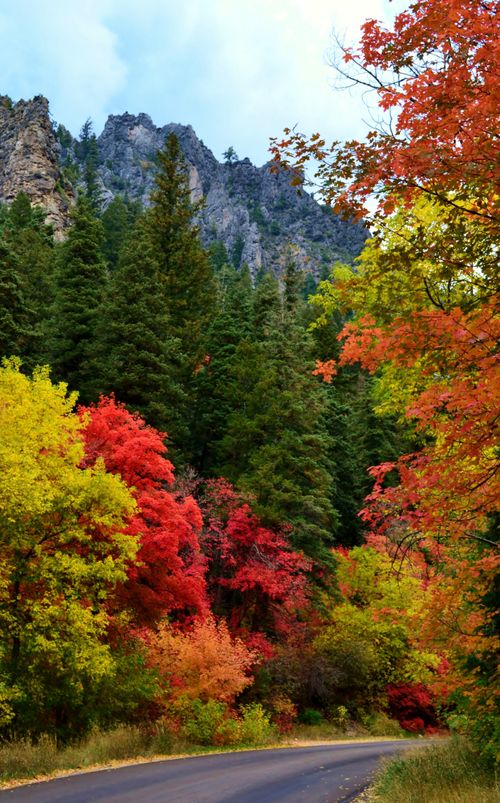 Yellow, red, and orange trees along a canyon road in the autumn, with pine trees and rocky mountains in the background.