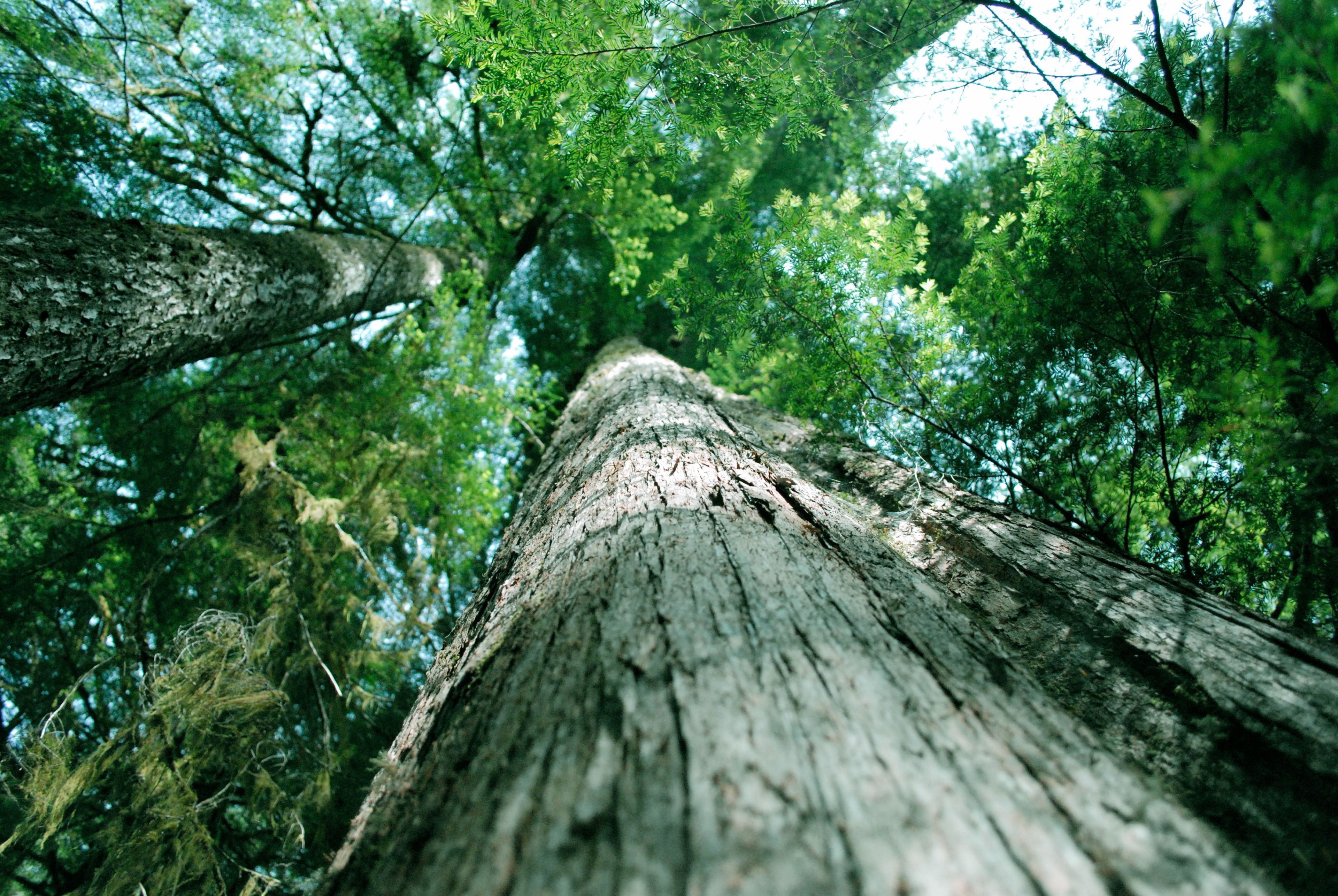 An upward view of the trunk of a cedar tree.  