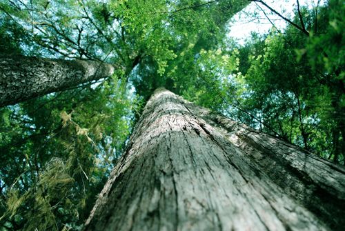 An upward view of the large trunk and green leaves of a cedar tree.