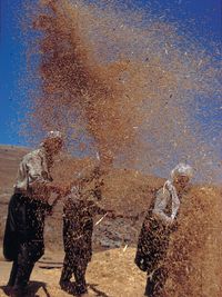 отделение пшеницы от мякины
