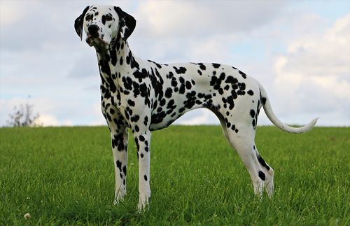 Dalmatian