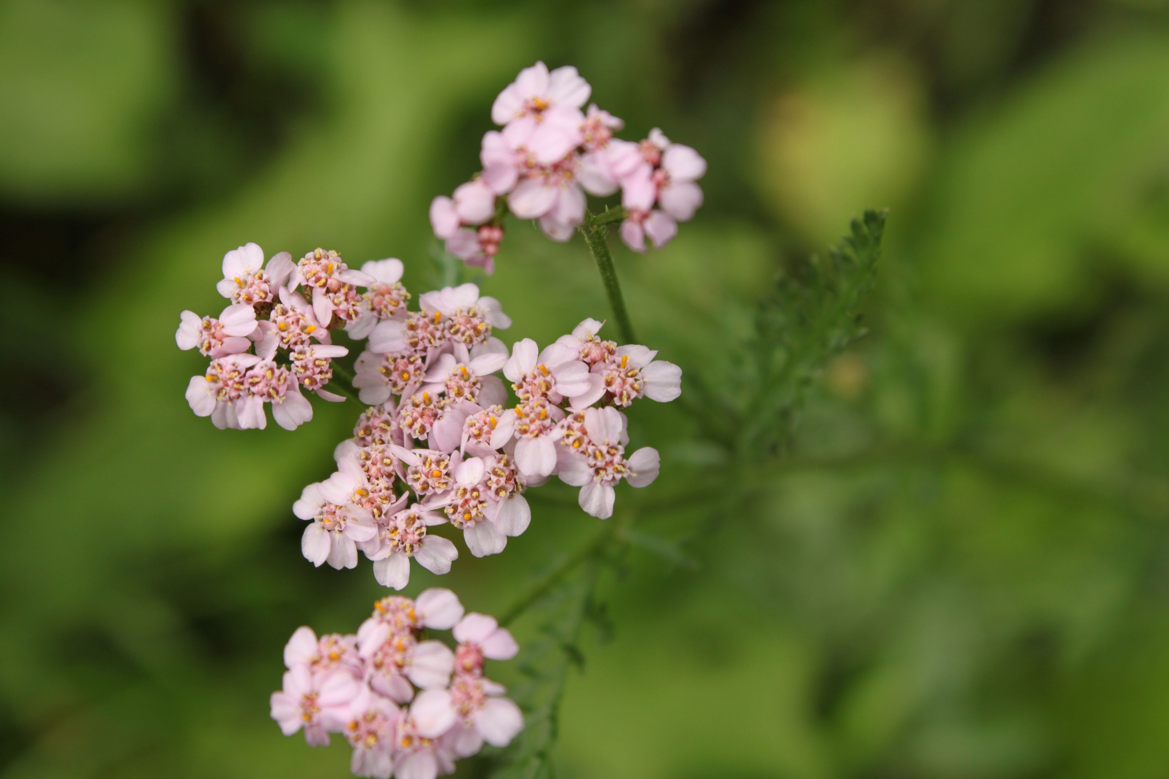 Little pink flowers bloom on a plant.