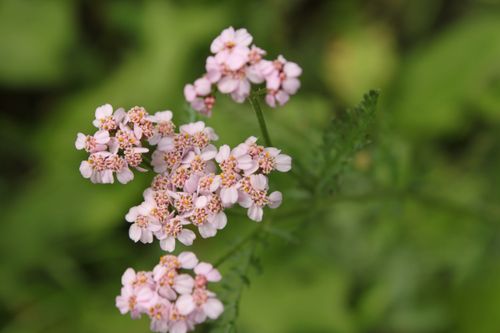 Little pink flowers bloom on a plant with green stems.