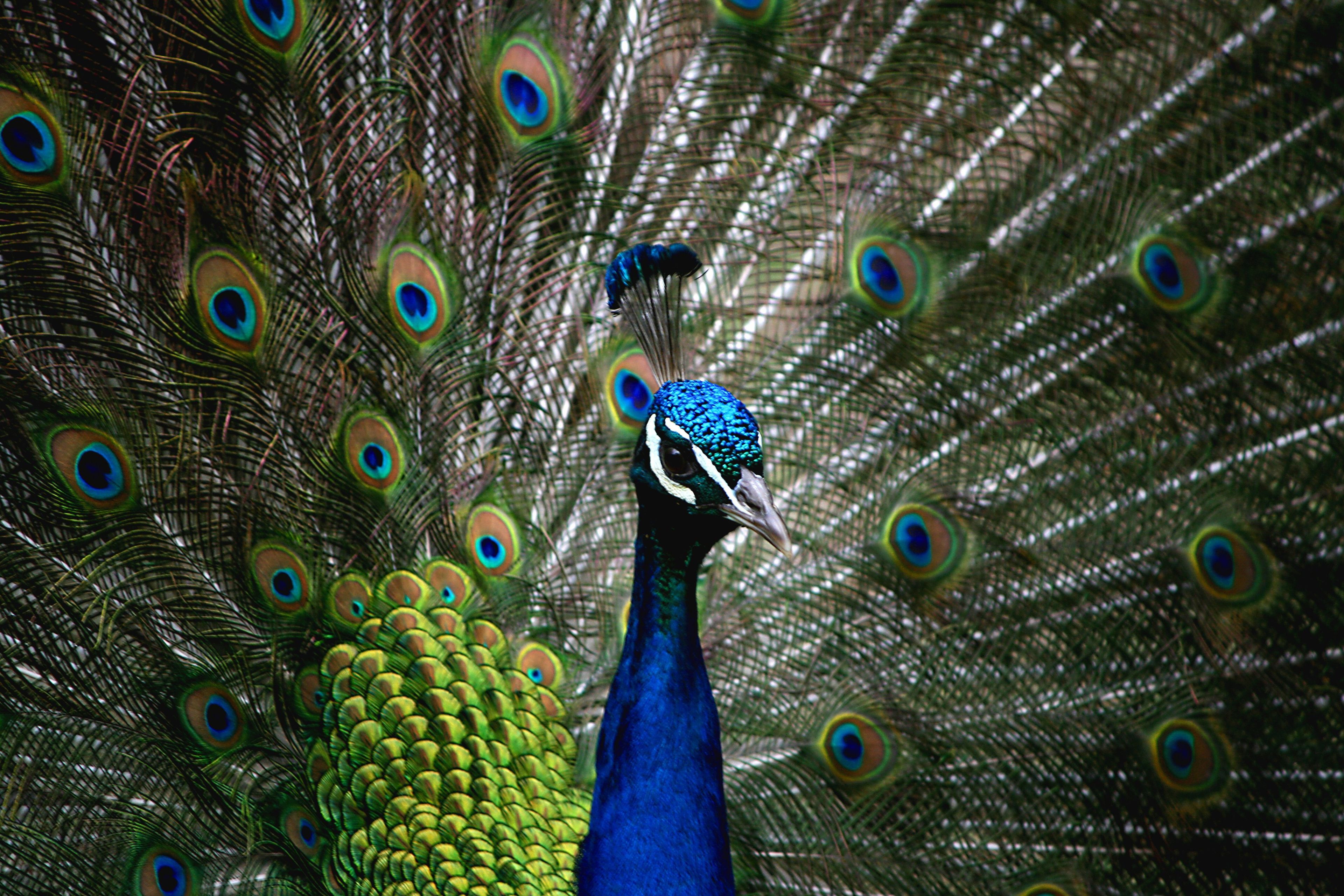 A peacock with its feathers fanned out.