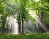 sunlight filtering through trees