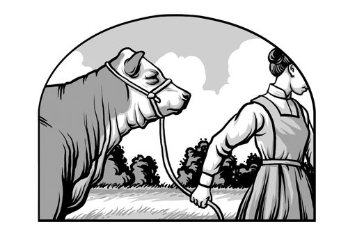 woman leading cow