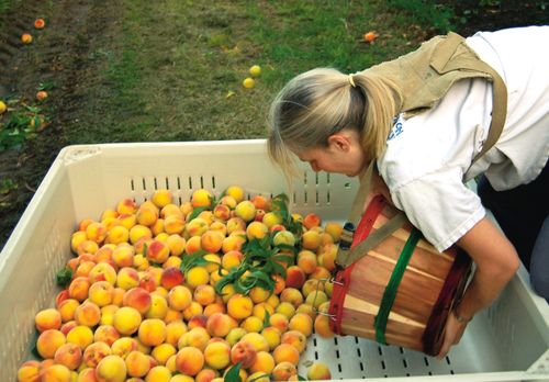 A woman in an orchard leaning over and pouring peaches into a large bin from a basket strapped around her back.