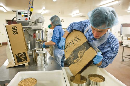 A man in blue gloves, a plaid shirt, and a hairnet pouring a bag of wheat into large cans at the cannery.