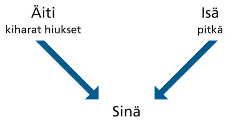 kaavio, vanhemmat, ominaisuudet, sinä