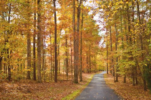 Tall trees with yellow, orange, and green leaves on both sides of a paved path in Georgia.