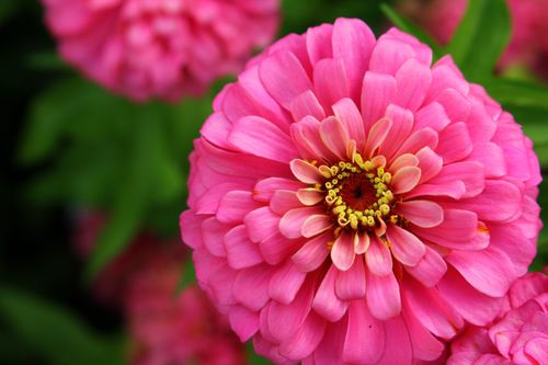 A pink zinnia with a yellow center next to more zinnias.