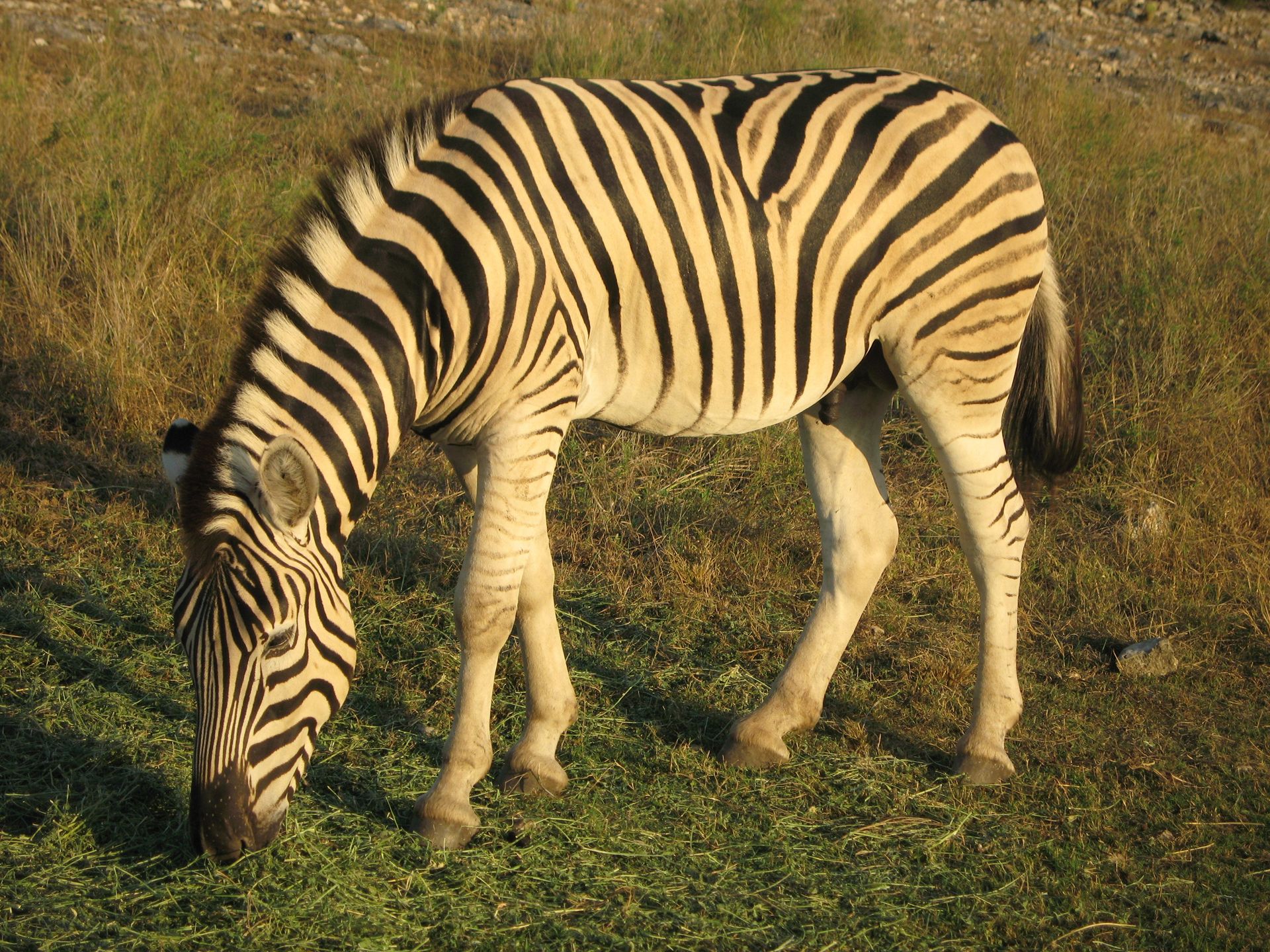 An image of a zebra grazing in a field.