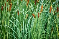 bulrush