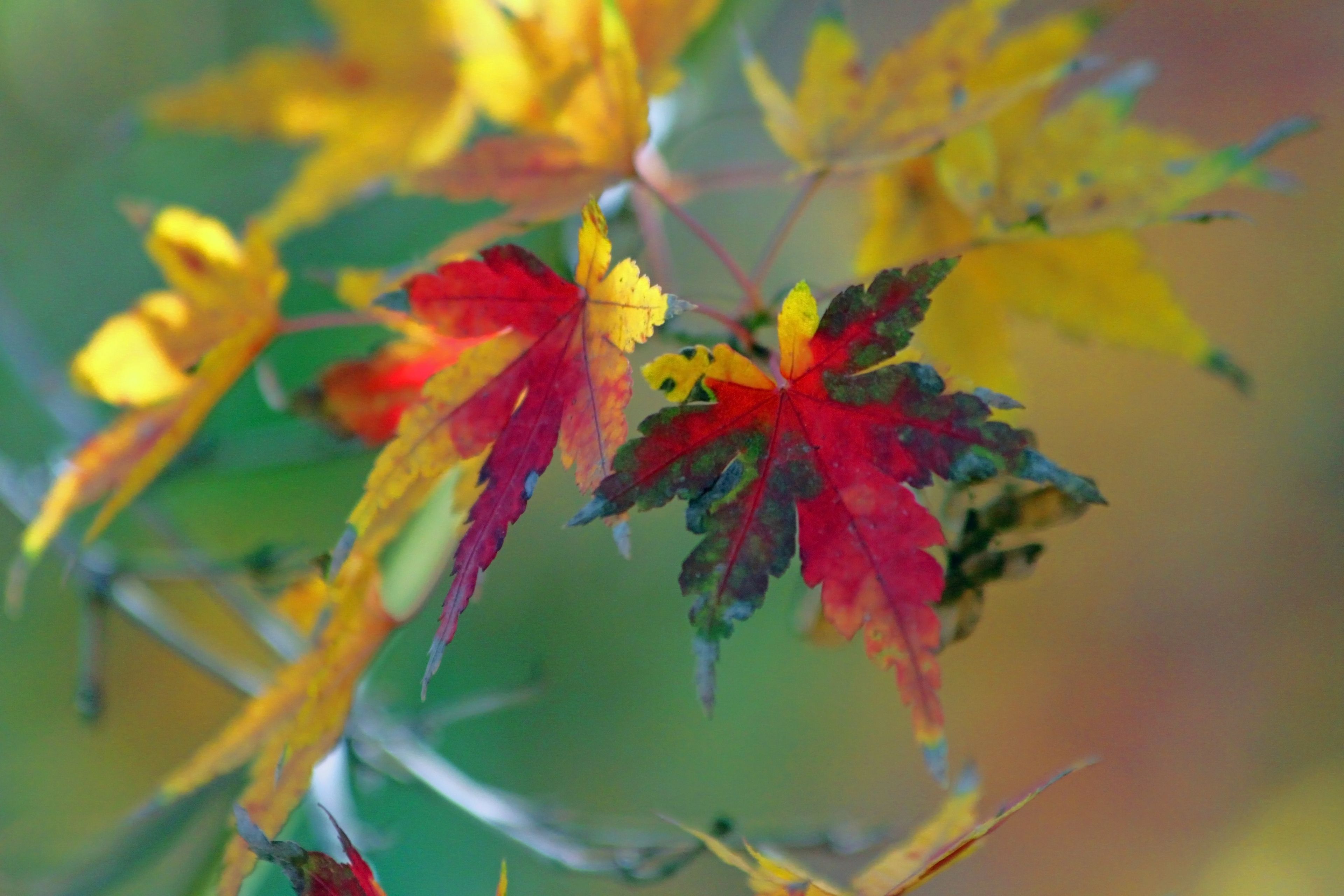 A branch of Japanese maple leaves changing colors in the fall.