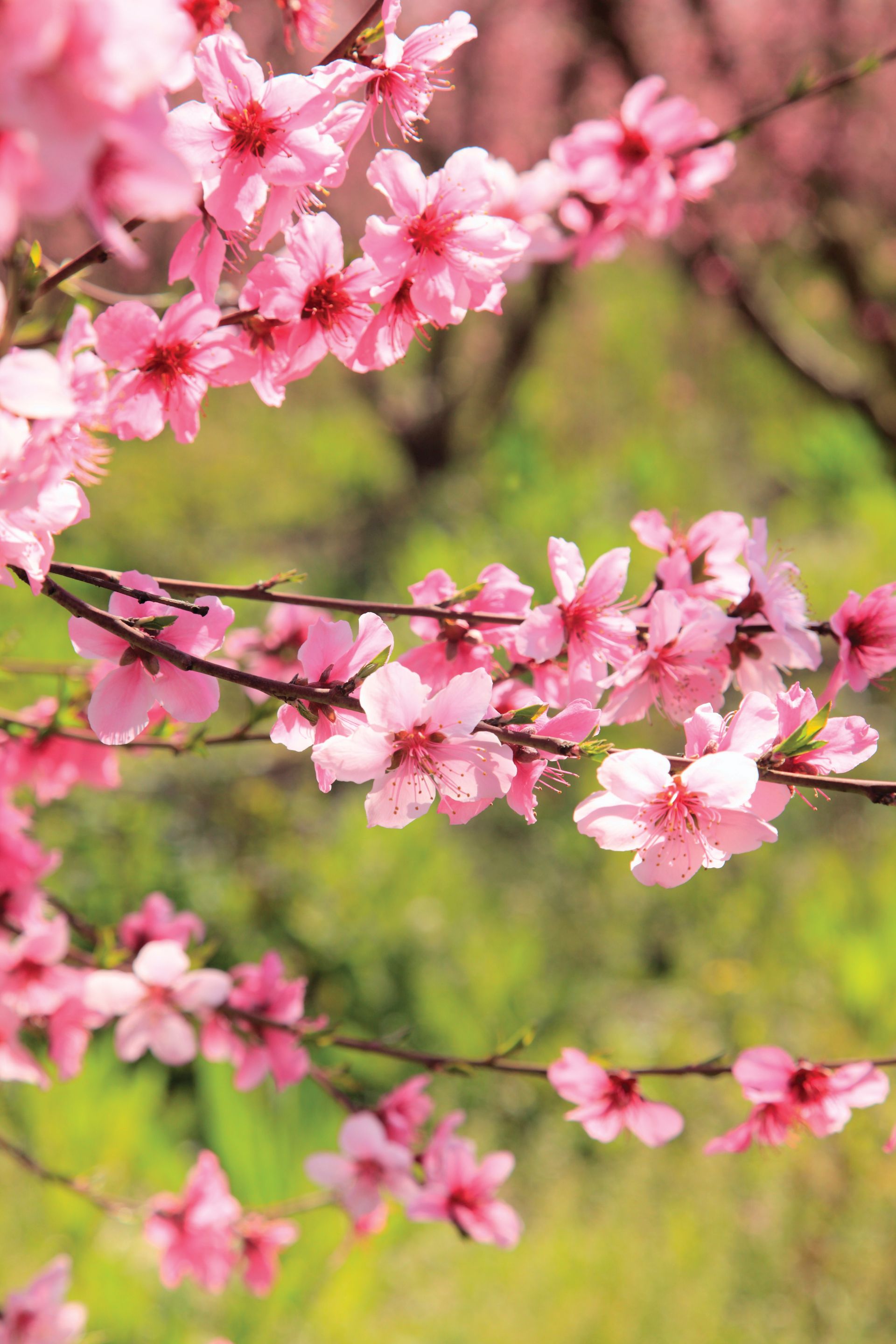 A few tree branches covered in pink blossoms.