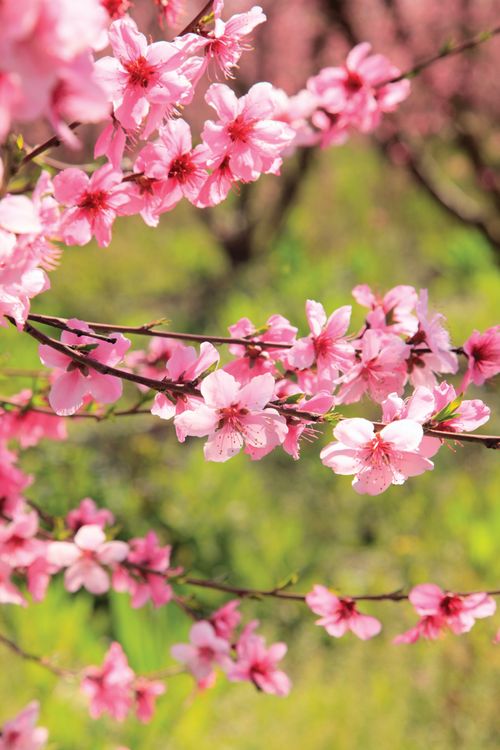A few tree branches covered in pink blossoms on a sunny spring day.