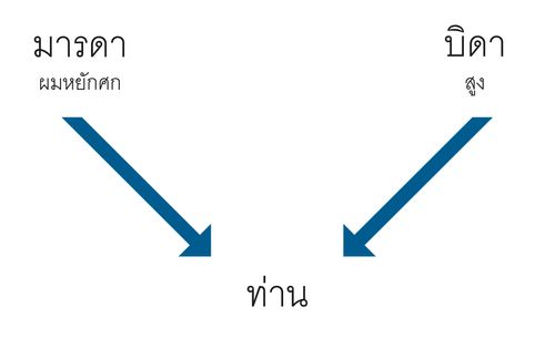 แผนภาพ บิดามารดา คุณลักษณะ ตัวท่าน