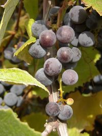 grapes on vine