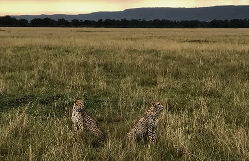 Los guepardos que observaron el élder y la hermana Bednar