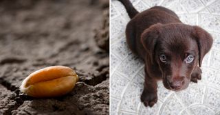 seed in dirt, brown puppy