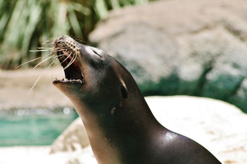 A close-up portrait of a sea lion with its eyes closed and mouth open in a bark.