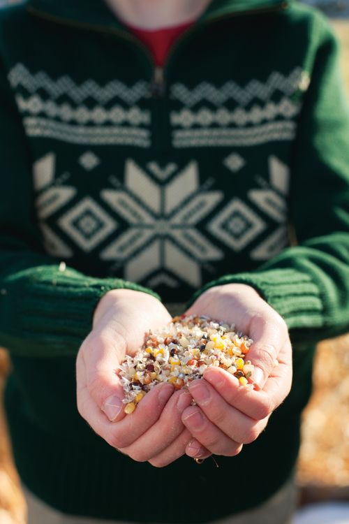 A little boy in a green sweater standing and holding out his hands full of grain.