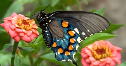 butterfly on flower