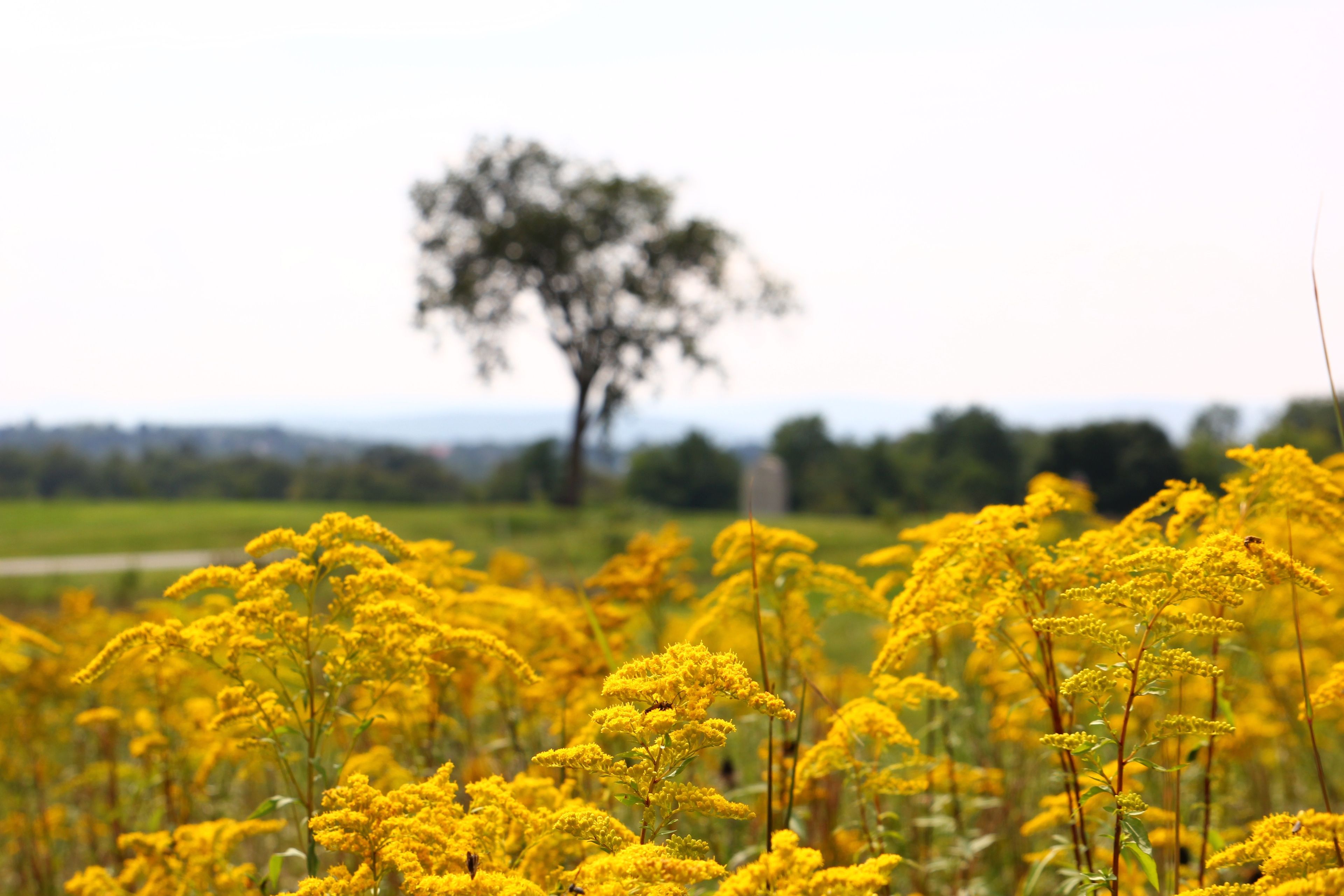 Yellow wildflowers grow in a field.