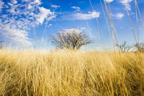A field of yellow grass with a tree in the center and a blue sky with clouds.