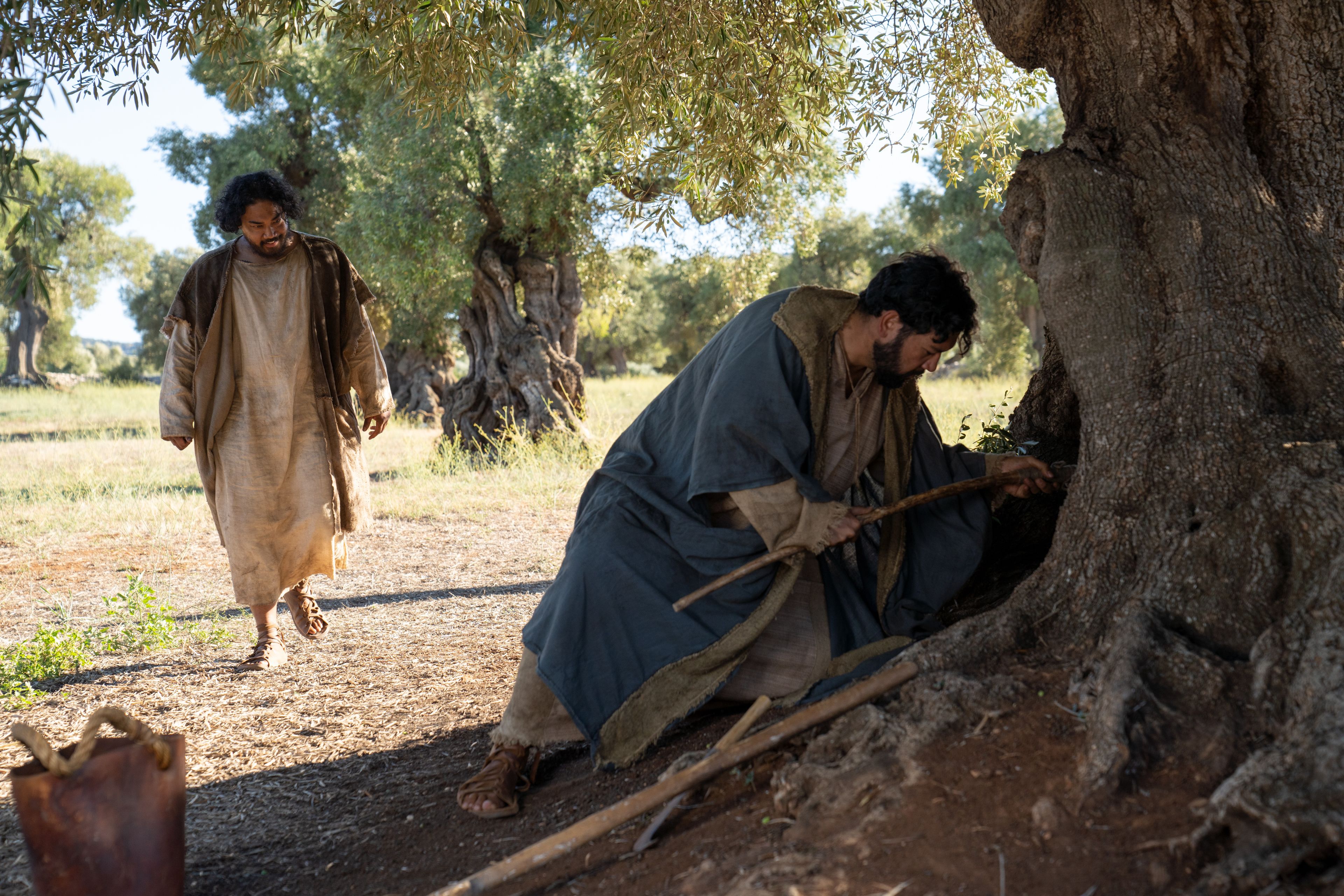 The Lord of the Vineyard walks up to his servant as he is pruning one of the olive trees. This is part of the olive tree allegory mentioned in Jacob 5.