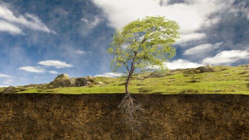 Cutaway showing the roots of a tree growing in windy conditions.