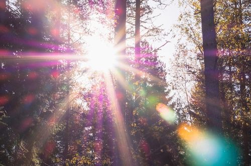 Sunlight shinning through trees in a forest.