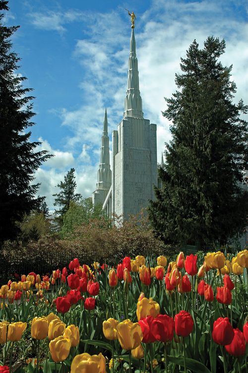 Orange and yellow tulips on the grounds of the Portland Oregon Temple, with the temple’s spires seen in the background rising above the trees.