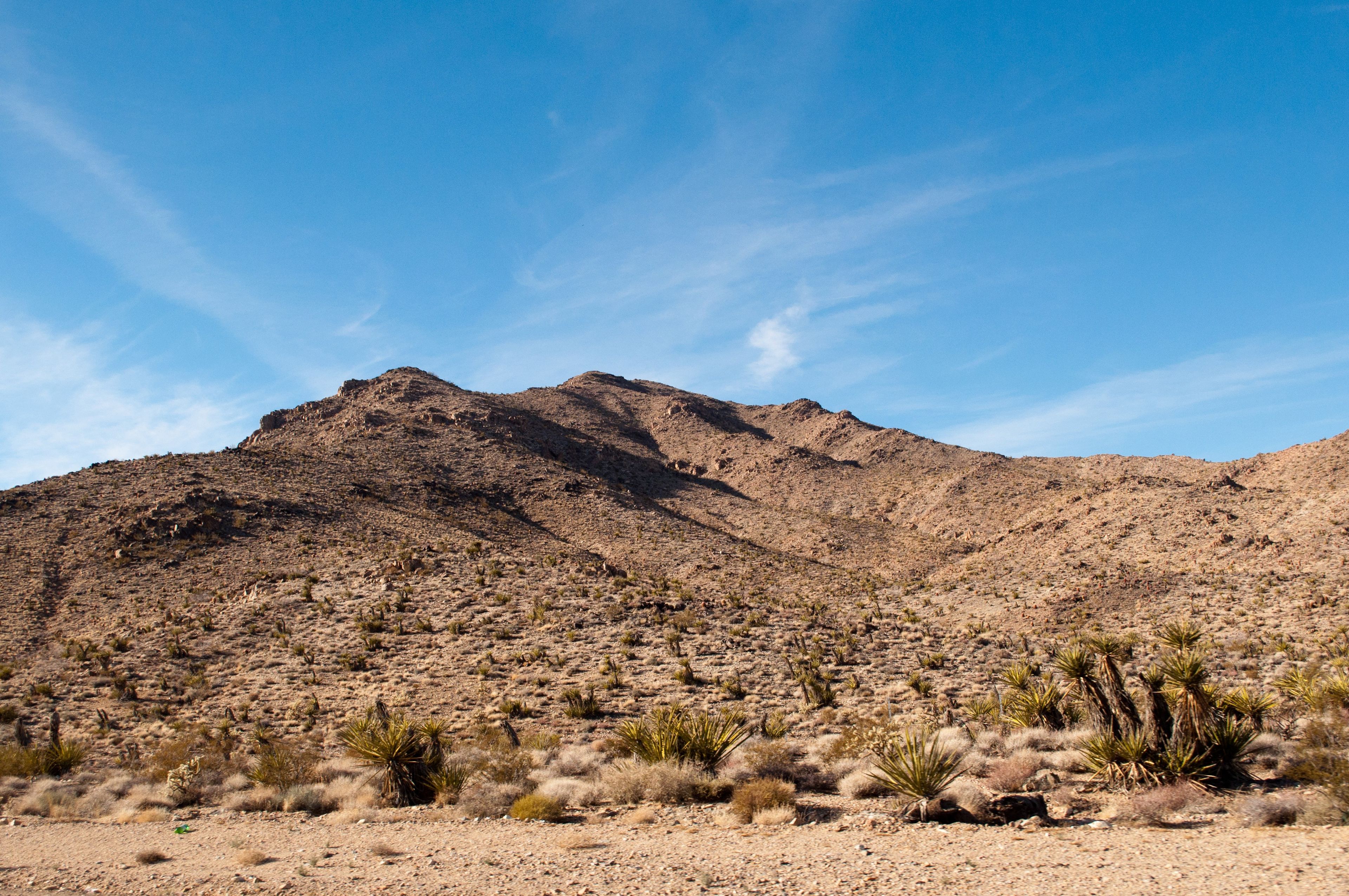 A desert landscape with several cacti and mountains in the background.