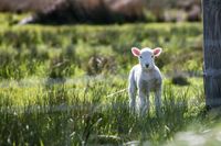 lamb