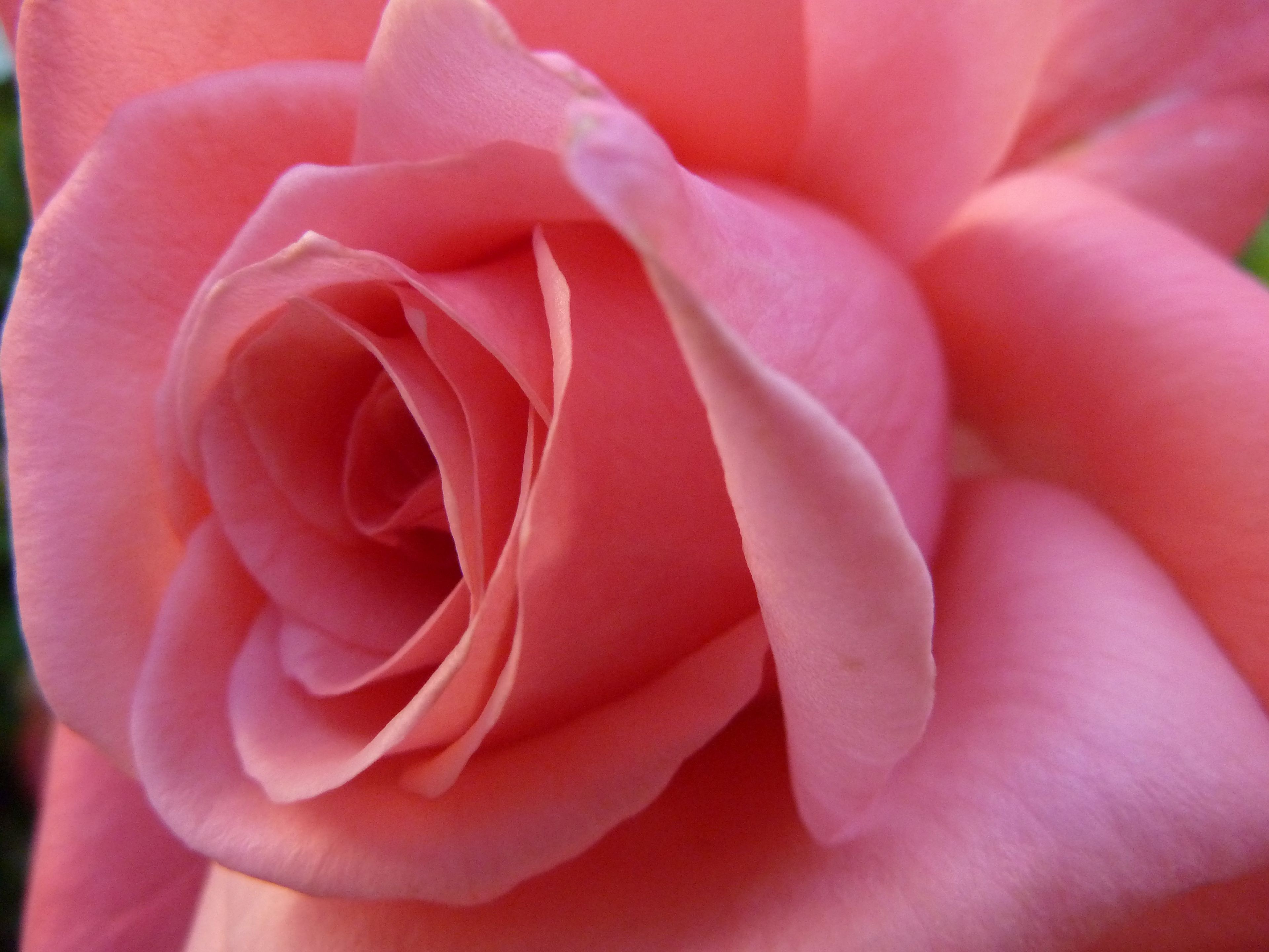 An image of a pink rose.