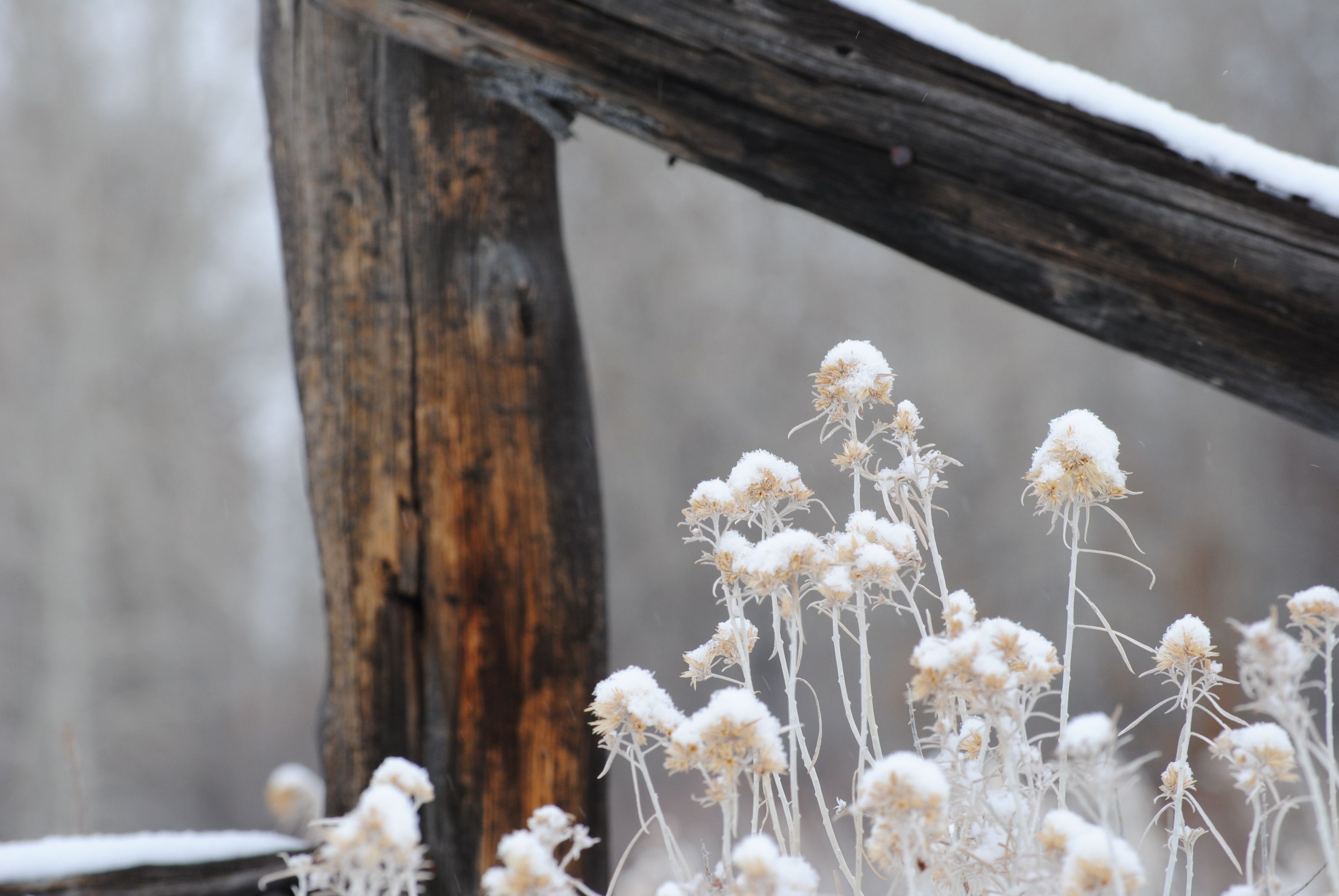 Snow-covered weeds near a fence.