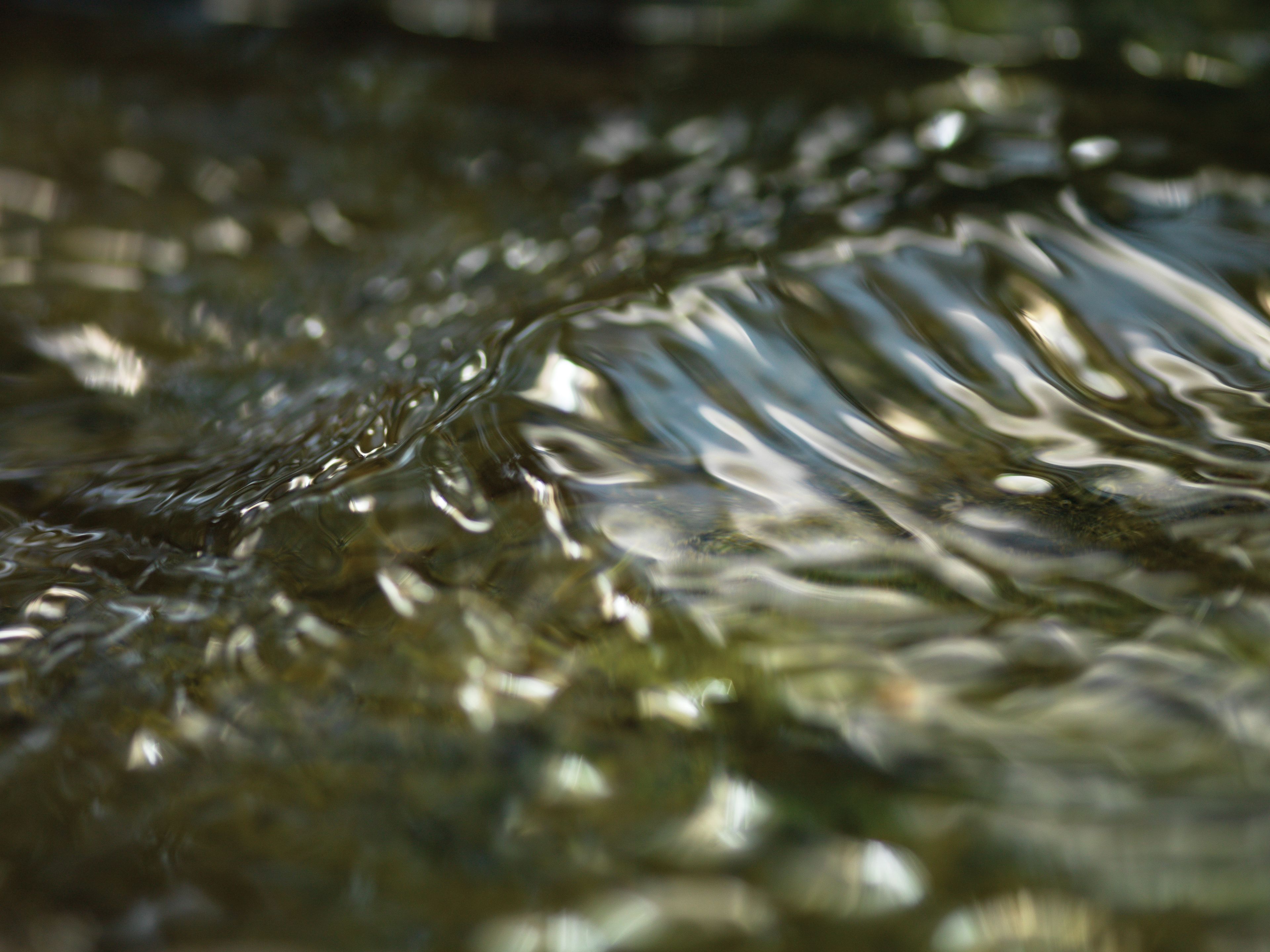 A small wave in river water reflecting green vegetation overhead.