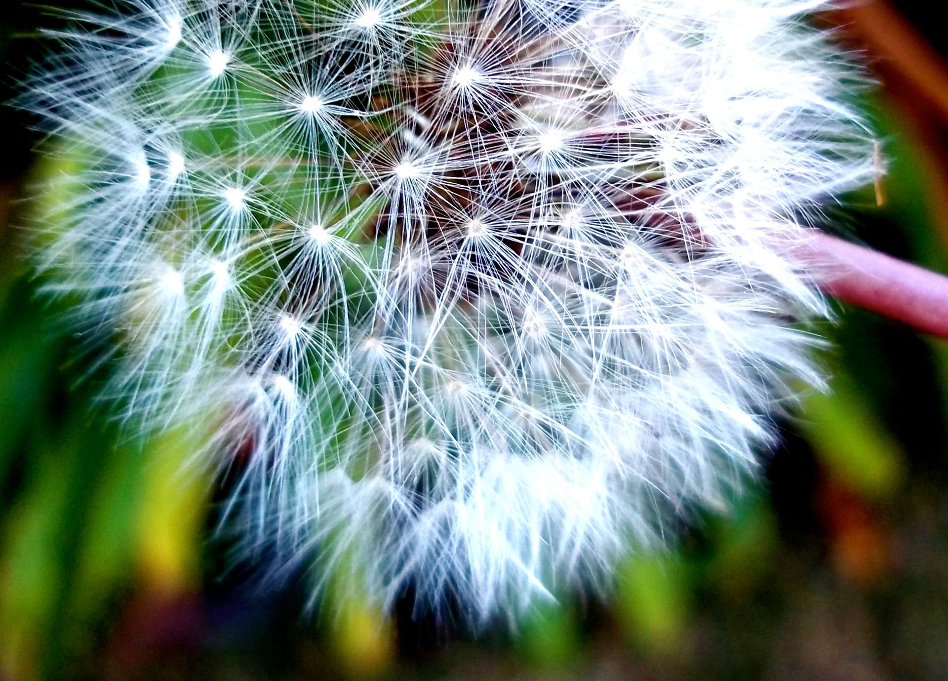 A dandelion with many white seeds.  