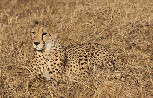 Cheetah disguised in landscape