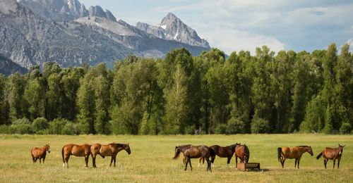 horses in a meadow by mountains