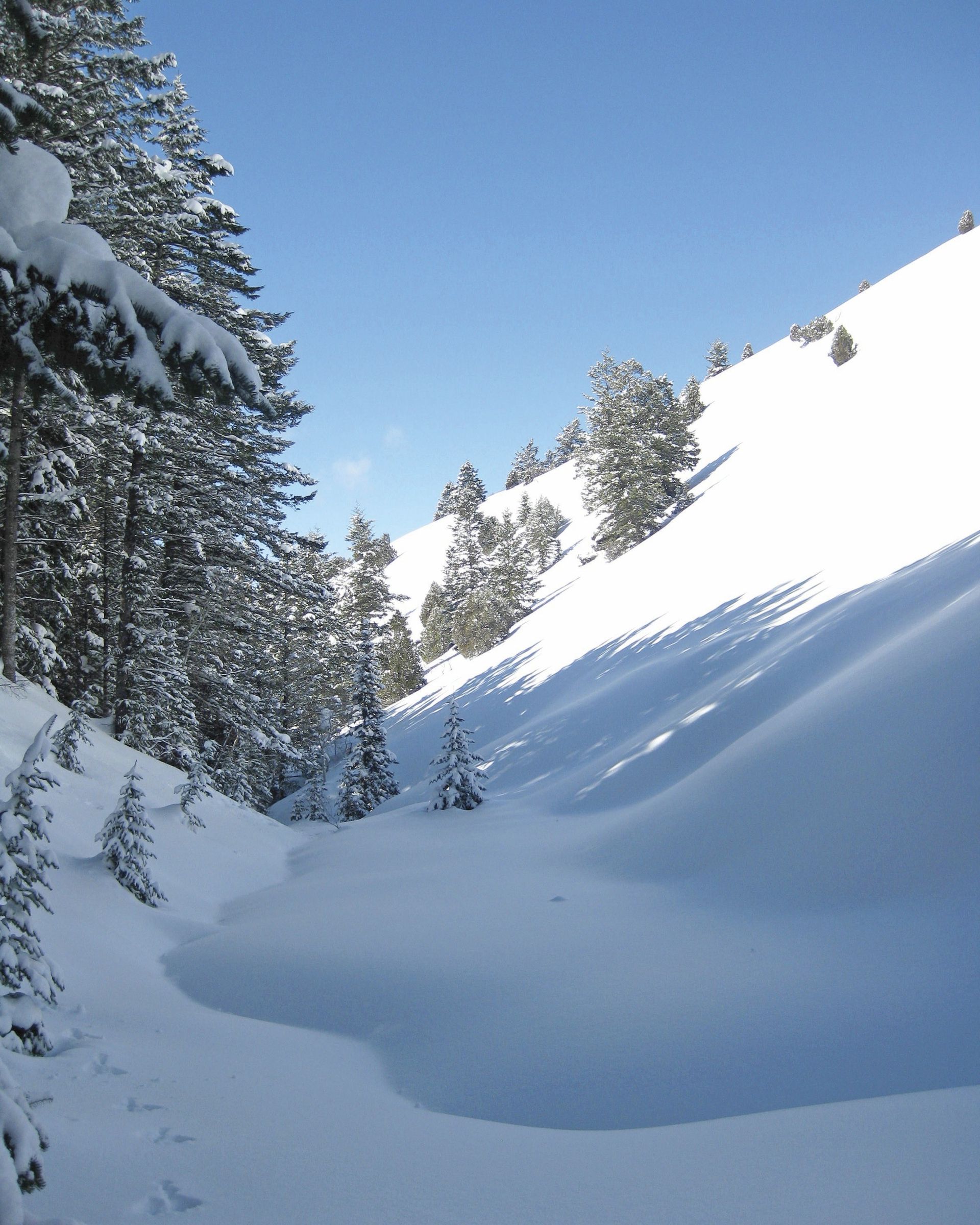 A hill covered in snow with trees at the bottom.