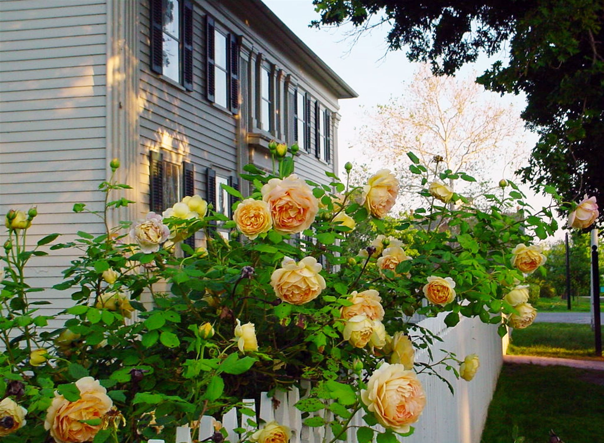 Yellow roses in the garden at the Mansion House in Nauvoo.