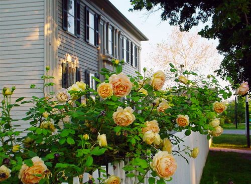 Yellow roses grow along a white picket fence in the yard of the Mansion House in Nauvoo.