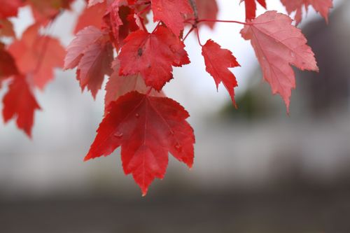A branch with a few vivid red leaves hanging down with a couple of water drops on an autumn day.