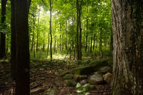 picture of a grove of trees with sunshine and rocks on forest floor