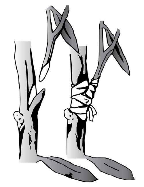 Illustration of a plant graft.